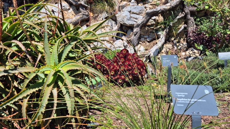 Botanički vrt na Marjanu