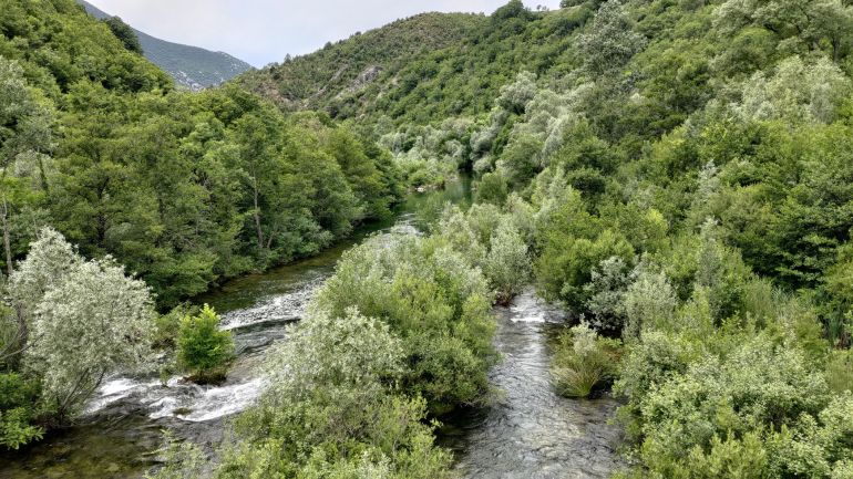 Pavića most