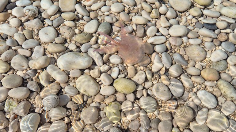 Velika i Mala Pritišćina