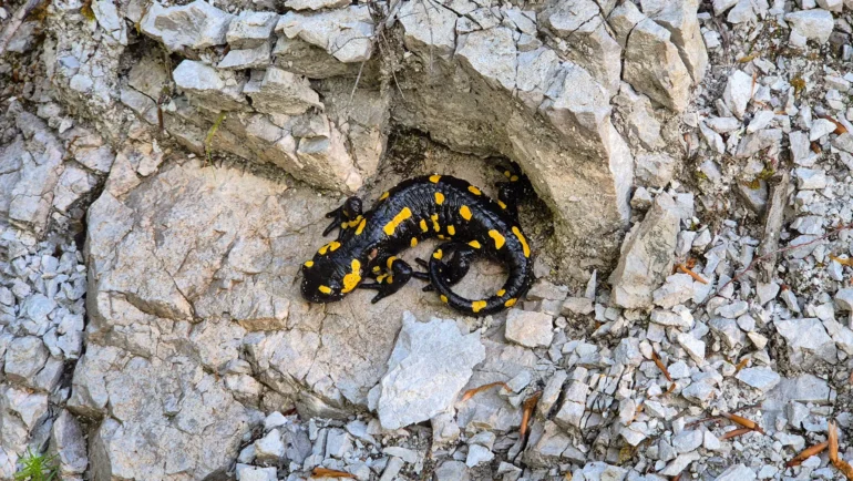 Stari grad Žumberak