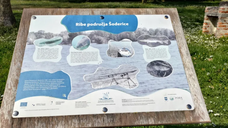 Šoderica